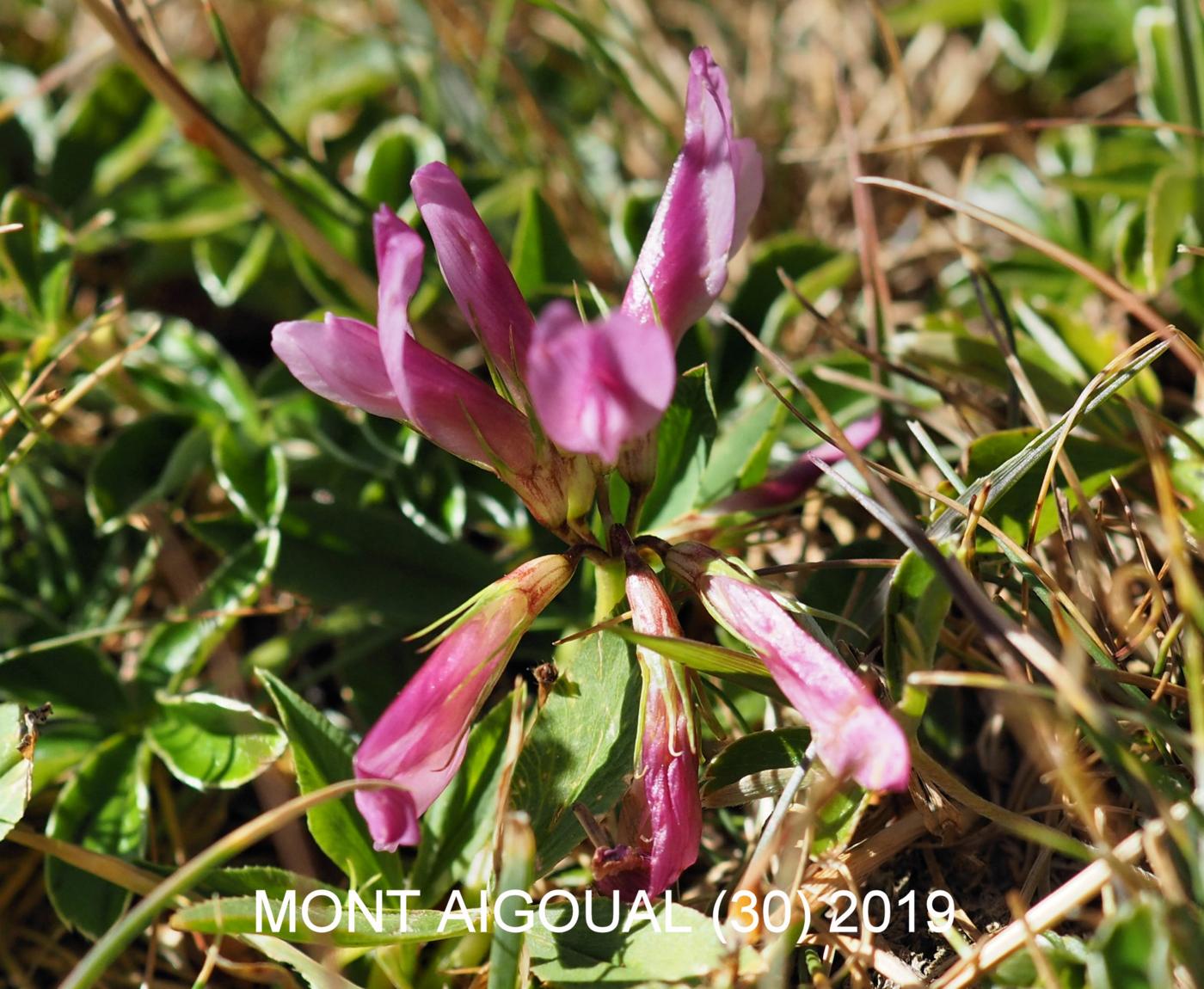 Clover, Alpine flower